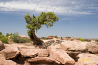Canyon Lands Bent Cedar
